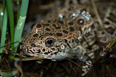 crawfish frog close-up