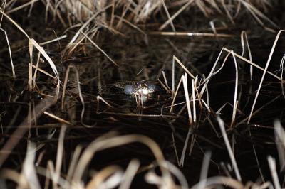 crawfish frog calling