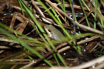 Pseudacris triseriata (northern cricket frog), Benton county, AR