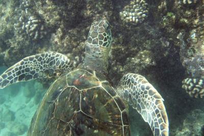 Black Rock Kaanapali Beach - Turtle