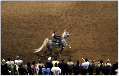 u12/shawnrocco/medium/38147637.b.0006.horseshow.jpg