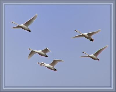 Whistler Swans2