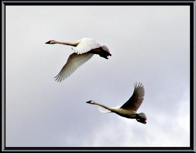 Whistler Swans1