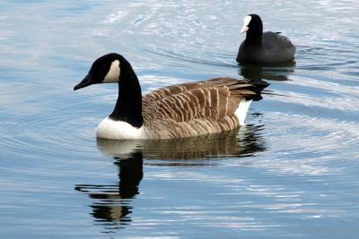 Canada Goose and Coot