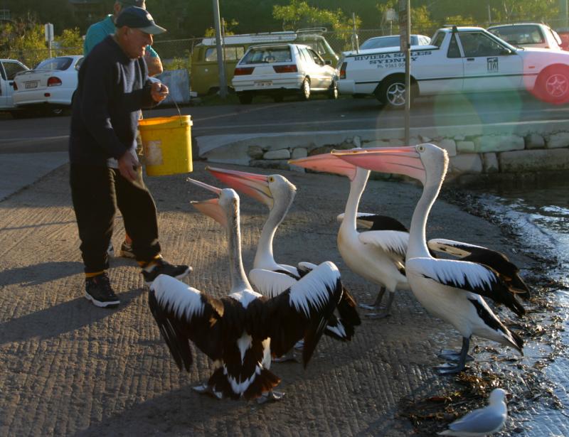 Pelicans