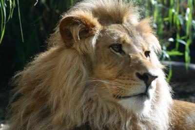 Jambo, (aka Bruiser) the Lion
