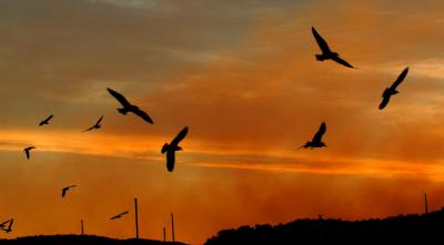 Gulls with bushfire backdrop