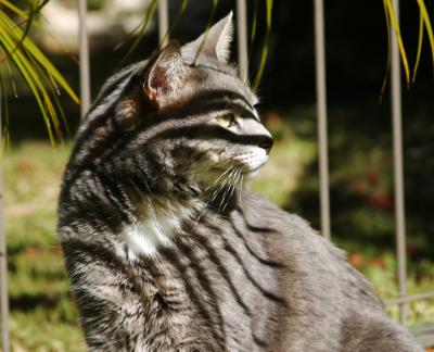 Teddie with stripes