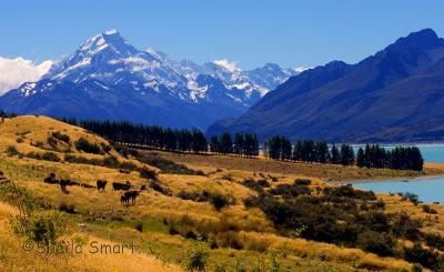 Mt Cook with trees