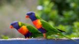 Two lorikeets on verandah