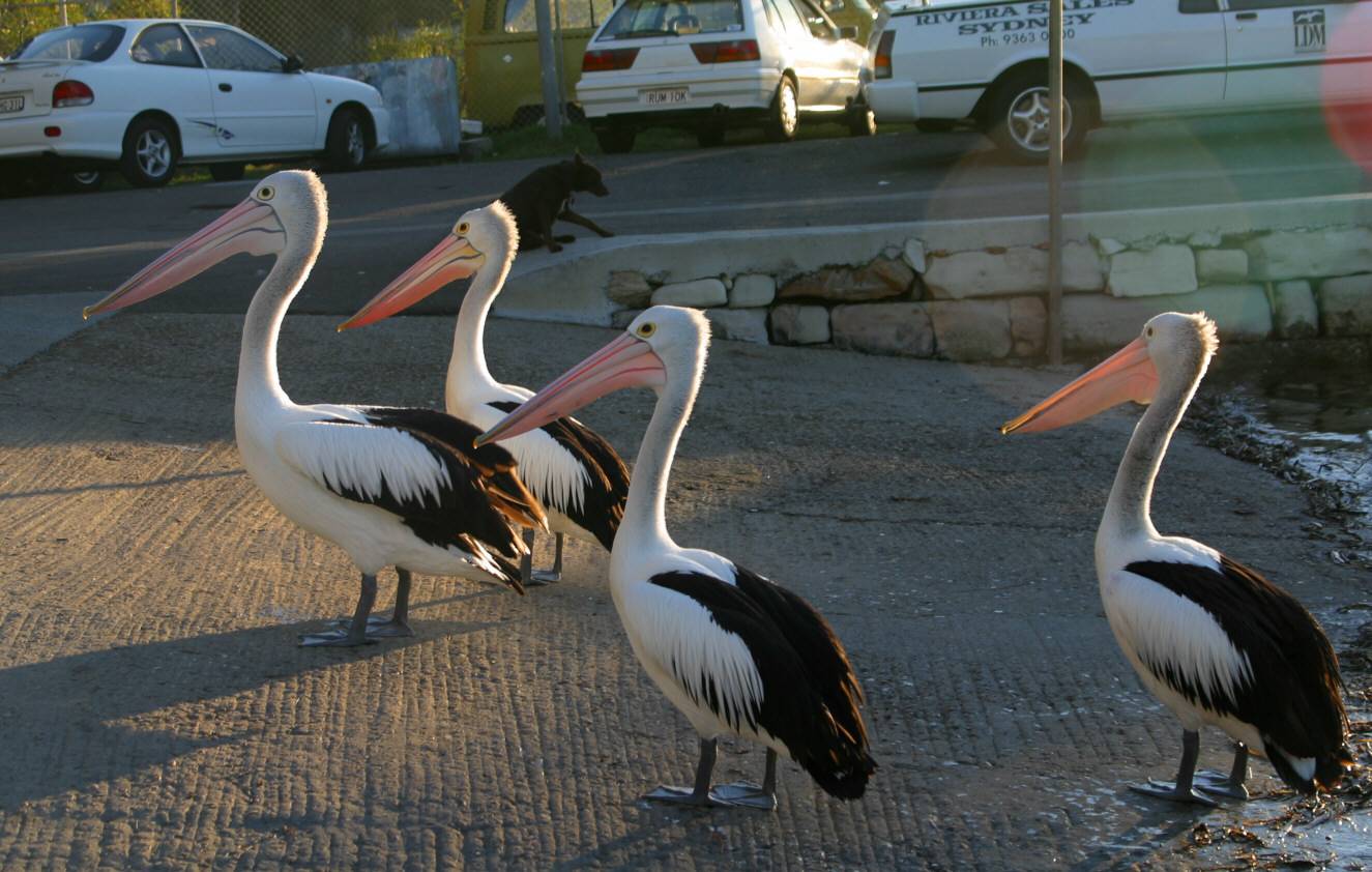 Pelicans1.jpg