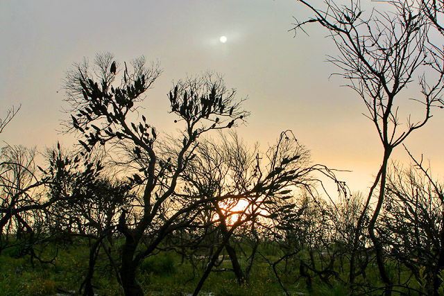 Banksia sunrise