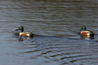 0223n. shoveler 1-1-05.jpg