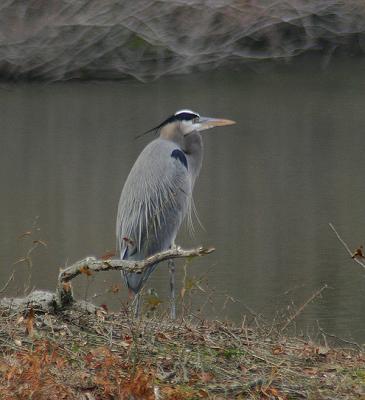 0073 great blue heron 1-2-05.jpg