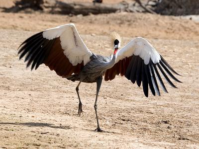 Crowned Crane