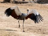 Crowned Crane