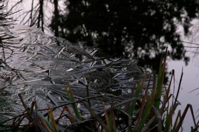 Ice Crystals on the creek