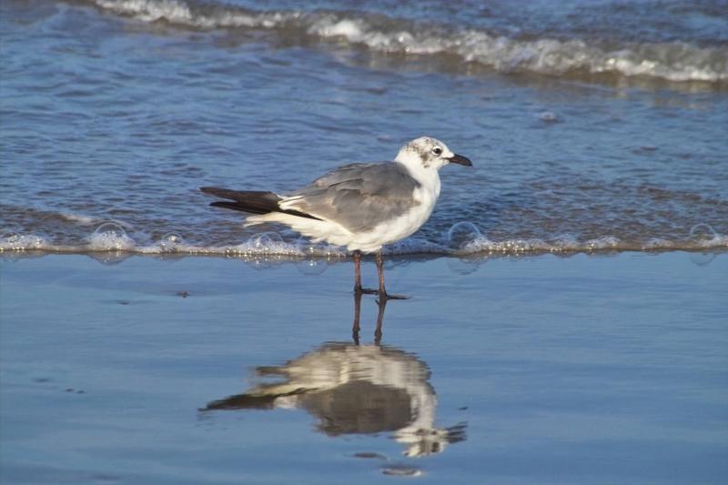 Laughing Gull