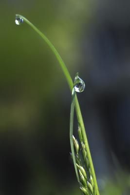 Dew