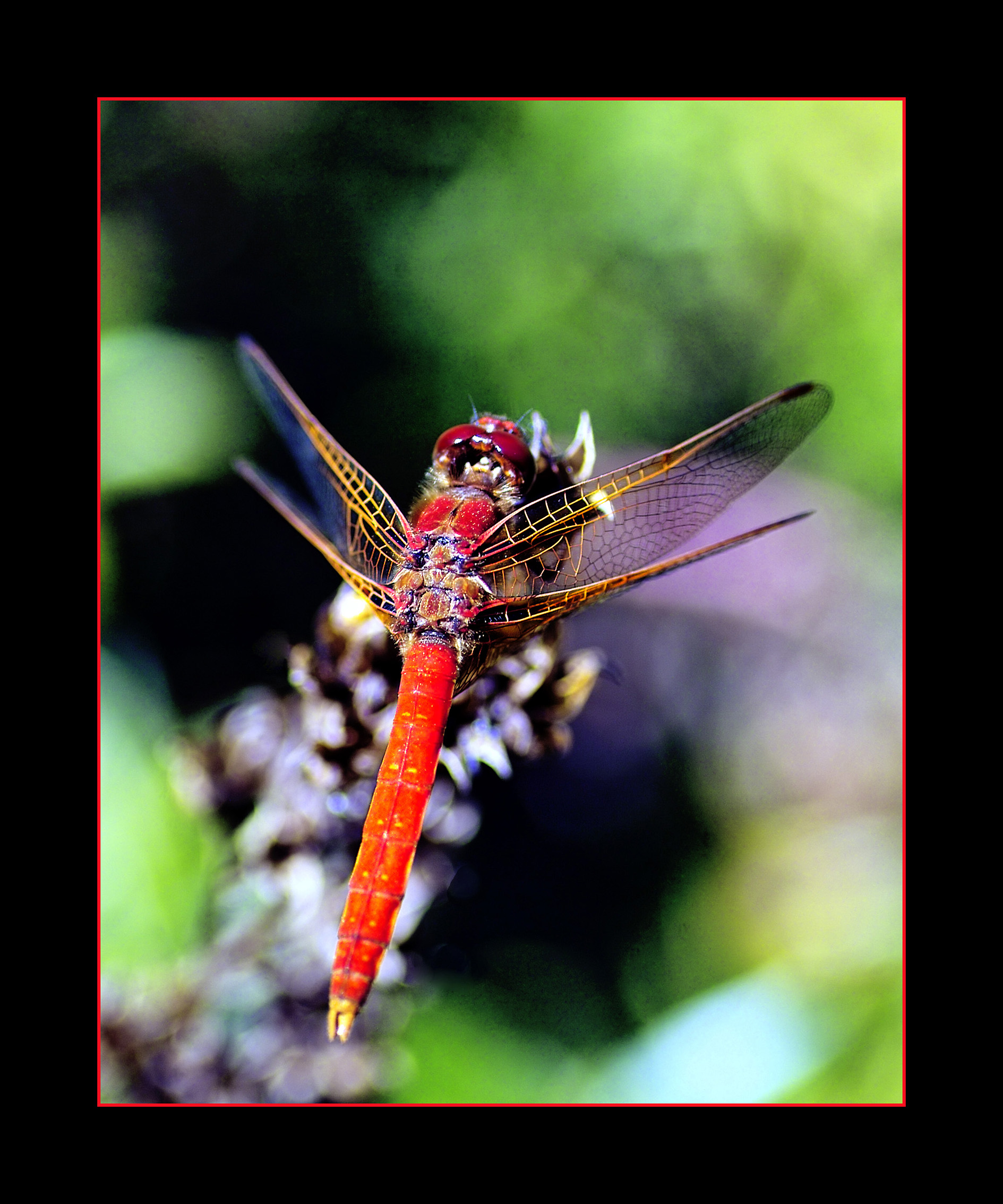 Dragonfly.2.crop.jpg