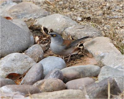 Yellow-eyed Junco