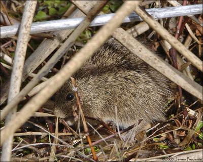 Cotton Rat sp.?