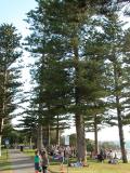 Norfolk Pines #2