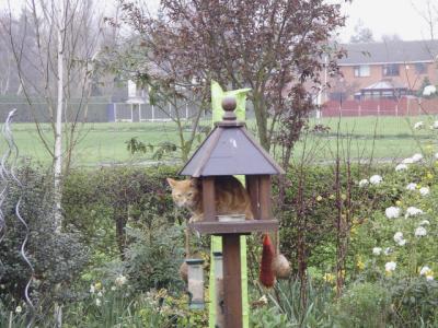 Monty in the bird table 1 April 2005