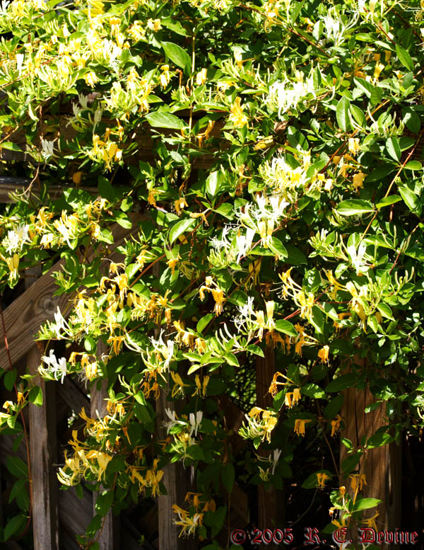 Honeysuckle  - April 21, 2005