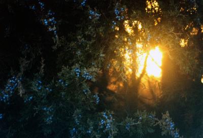 juniper-light