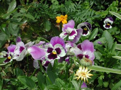 pansies