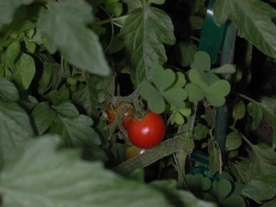 first red Tomato