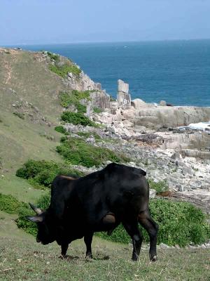 A Cow Before Balanced Rock