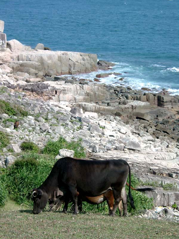 A Cow Grazing Along The Coast
