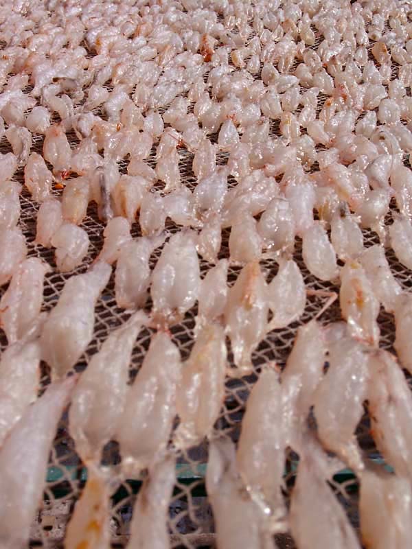 Air-dried Shrimp