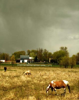 u12/sleddog/medium/42726323.Horses29April.jpg
