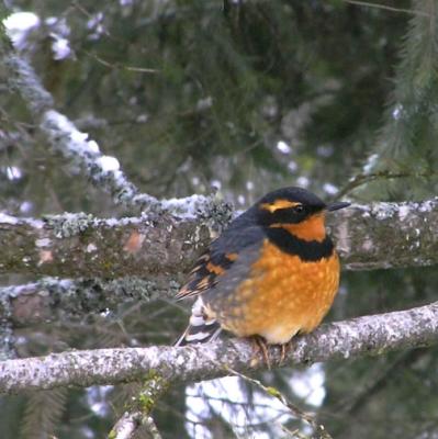 Varied Thrush