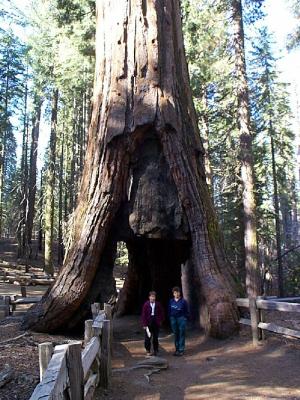 Tunnel Tree