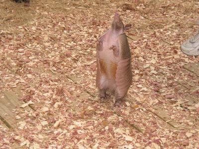 Texas Armadillo standing up to get a better view