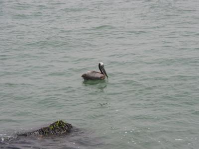Photos taken during Mallory and Paul's trip to Port Aransas Texas