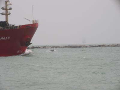 Photos taken during Mallory and Paul's trip to Port Aransas Texas