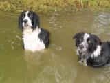 Milton and Buster Ready to Play