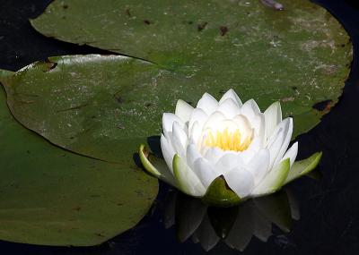 u12/smknbud/medium/3109351.LilyC.jpg