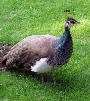 Modest Peacock