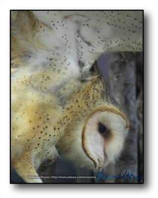Image 2 (Barn Owl)