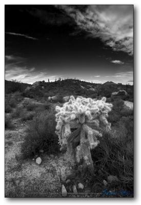 Image 1 (Superstitions: Cholla)