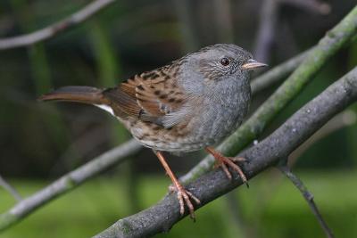 Dunnock