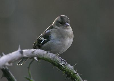 Chaffinch