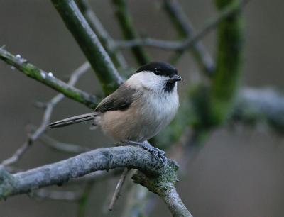Willow Tit