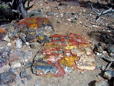 Petrified Wood